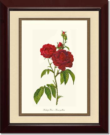 Rose Wall Art Print: Bishop Rose Red Tea Rose - Vintage Botanical Wall Decor- Charting Nature