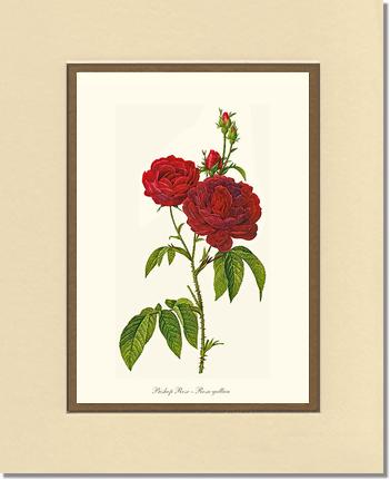 Rose Wall Art Print: Bishop Rose Red Tea Rose - Vintage Botanical Wall Decor- Charting Nature
