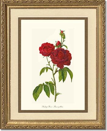 Rose Wall Art Print: Bishop Rose Red Tea Rose - Vintage Botanical Wall Decor- Charting Nature