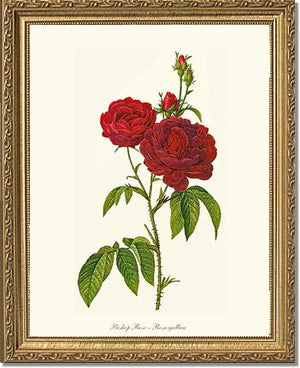Bishop Rose Red Tea Rose