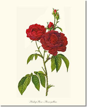 Rose Wall Art Print: Bishop Rose Red Tea Rose - Vintage Botanical Wall Decor- Charting Nature