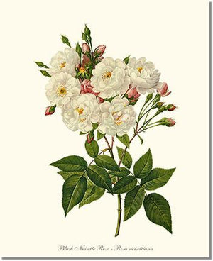Rose Wall Art Print: Blush Noisette - Vintage Botanical Wall Decor- Charting Nature