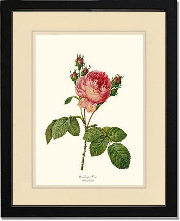 Rose Wall Art Print: Cabbage Rose - Vintage Botanical Wall Decor- Charting Nature