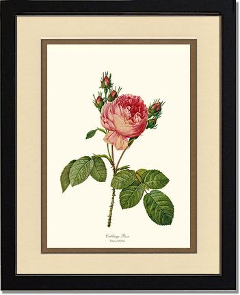 Rose Wall Art Print: Cabbage Rose - Vintage Botanical Wall Decor- Charting Nature