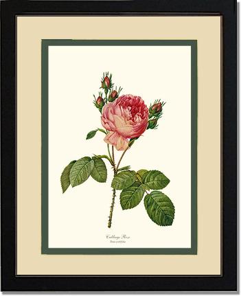Rose Wall Art Print: Cabbage Rose - Vintage Botanical Wall Decor- Charting Nature