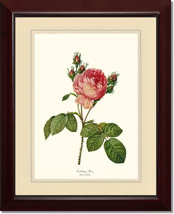 Rose Wall Art Print: Cabbage Rose - Vintage Botanical Wall Decor- Charting Nature