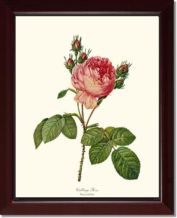 Rose Wall Art Print: Cabbage Rose - Vintage Botanical Wall Decor- Charting Nature