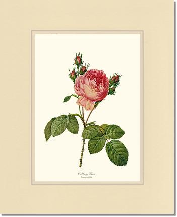 Rose Wall Art Print: Cabbage Rose - Vintage Botanical Wall Decor- Charting Nature