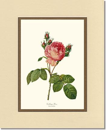 Rose Wall Art Print: Cabbage Rose - Vintage Botanical Wall Decor- Charting Nature