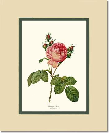 Rose Wall Art Print: Cabbage Rose - Vintage Botanical Wall Decor- Charting Nature