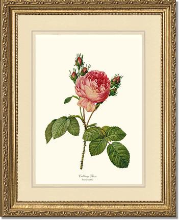 Rose Wall Art Print: Cabbage Rose - Vintage Botanical Wall Decor- Charting Nature