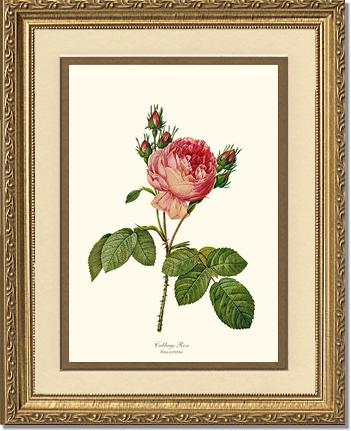 Rose Wall Art Print: Cabbage Rose - Vintage Botanical Wall Decor- Charting Nature
