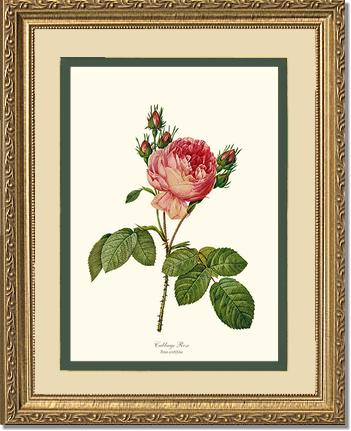 Rose Wall Art Print: Cabbage Rose - Vintage Botanical Wall Decor- Charting Nature
