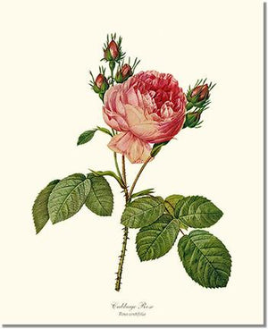 Rose Wall Art Print: Cabbage Rose - Vintage Botanical Wall Decor- Charting Nature