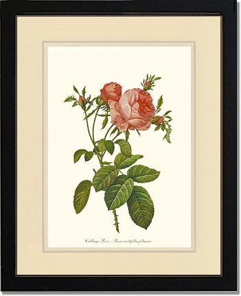 Rose Wall Art Print: Rose Print: Cabbage Rose - Vintage Botanical Wall Decor- Charting Nature