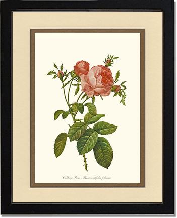 Rose Wall Art Print: Rose Print: Cabbage Rose - Vintage Botanical Wall Decor- Charting Nature