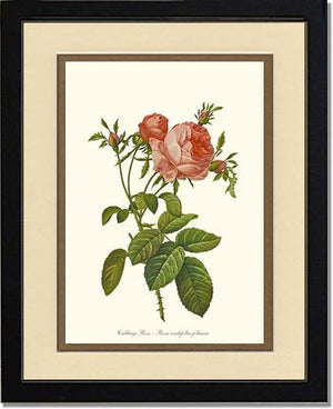 Rose Print: Cabbage Rose