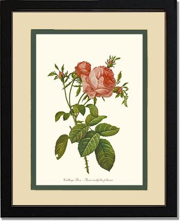 Rose Wall Art Print: Rose Print: Cabbage Rose - Vintage Botanical Wall Decor- Charting Nature