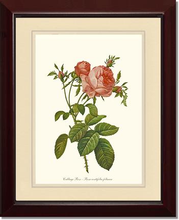 Rose Wall Art Print: Rose Print: Cabbage Rose - Vintage Botanical Wall Decor- Charting Nature