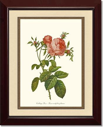 Rose Wall Art Print: Rose Print: Cabbage Rose - Vintage Botanical Wall Decor- Charting Nature
