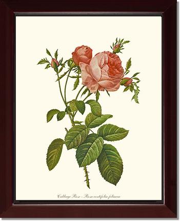 Rose Wall Art Print: Rose Print: Cabbage Rose - Vintage Botanical Wall Decor- Charting Nature