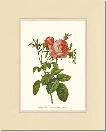 Rose Wall Art Print: Rose Print: Cabbage Rose - Vintage Botanical Wall Decor- Charting Nature