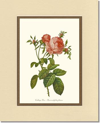 Rose Wall Art Print: Rose Print: Cabbage Rose - Vintage Botanical Wall Decor- Charting Nature