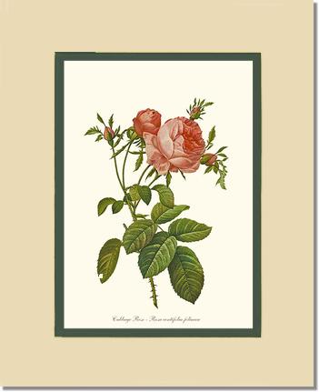 Rose Wall Art Print: Rose Print: Cabbage Rose - Vintage Botanical Wall Decor- Charting Nature