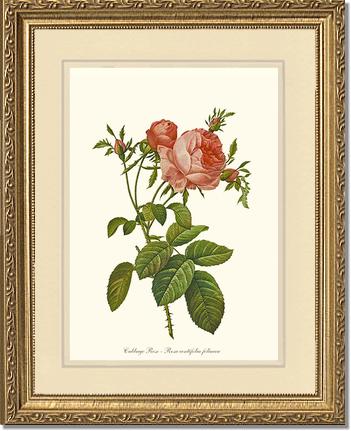 Rose Wall Art Print: Rose Print: Cabbage Rose - Vintage Botanical Wall Decor- Charting Nature