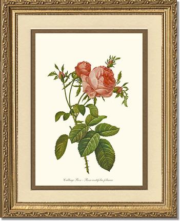 Rose Wall Art Print: Rose Print: Cabbage Rose - Vintage Botanical Wall Decor- Charting Nature
