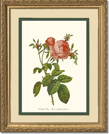 Rose Wall Art Print: Rose Print: Cabbage Rose - Vintage Botanical Wall Decor- Charting Nature