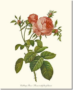 Rose Wall Art Print: Rose Print: Cabbage Rose - Vintage Botanical Wall Decor- Charting Nature