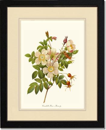 Rose Wall Art Print: Candolle Rose - Vintage Botanical Wall Decor- Charting Nature