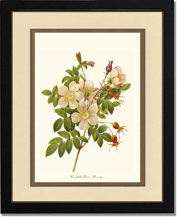 Rose Wall Art Print: Candolle Rose - Vintage Botanical Wall Decor- Charting Nature