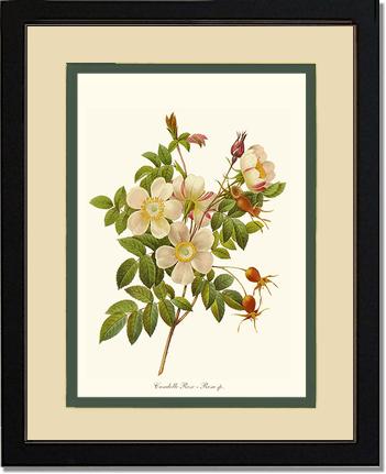 Rose Wall Art Print: Candolle Rose - Vintage Botanical Wall Decor- Charting Nature