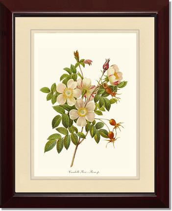Rose Wall Art Print: Candolle Rose - Vintage Botanical Wall Decor- Charting Nature