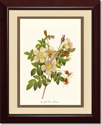 Rose Wall Art Print: Candolle Rose - Vintage Botanical Wall Decor- Charting Nature