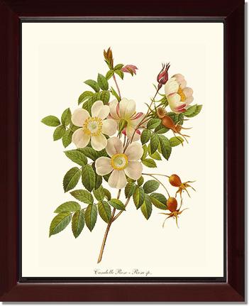 Rose Wall Art Print: Candolle Rose - Vintage Botanical Wall Decor- Charting Nature