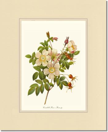 Rose Wall Art Print: Candolle Rose - Vintage Botanical Wall Decor- Charting Nature