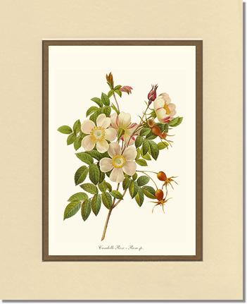 Rose Wall Art Print: Candolle Rose - Vintage Botanical Wall Decor- Charting Nature