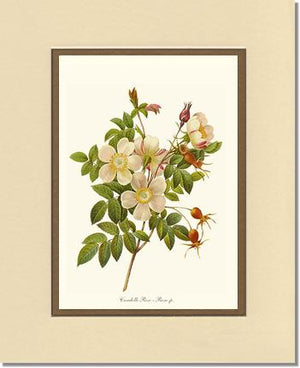 Candolle Rose
