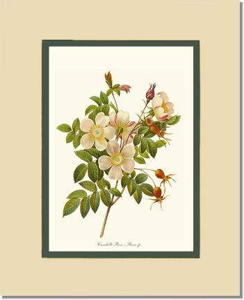 Rose Wall Art Print: Candolle Rose - Vintage Botanical Wall Decor- Charting Nature