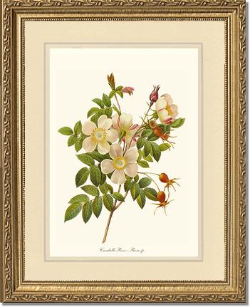 Rose Wall Art Print: Candolle Rose - Vintage Botanical Wall Decor- Charting Nature