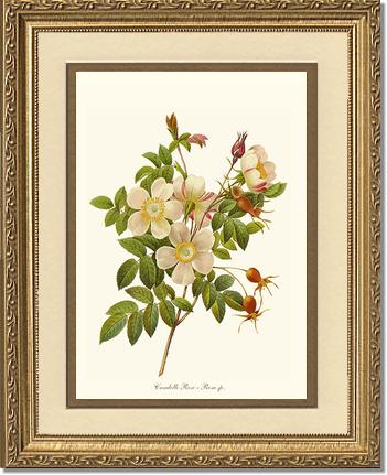Rose Wall Art Print: Candolle Rose - Vintage Botanical Wall Decor- Charting Nature