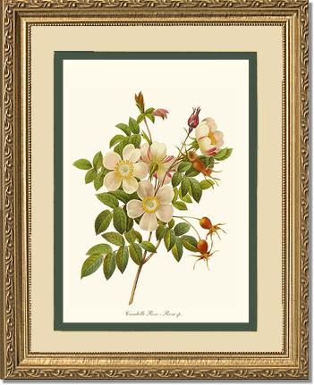 Rose Wall Art Print: Candolle Rose - Vintage Botanical Wall Decor- Charting Nature