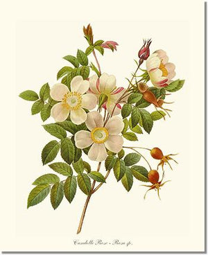 Rose Wall Art Print: Candolle Rose - Vintage Botanical Wall Decor- Charting Nature