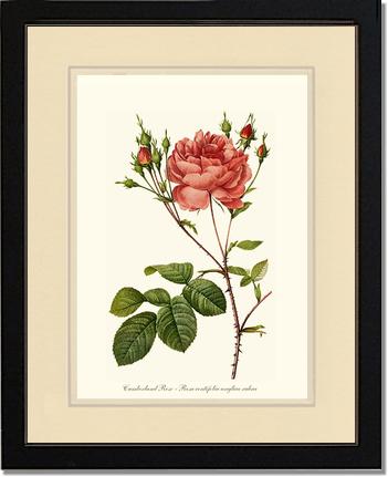 Rose Wall Art Print: Cumberland Rose - Vintage Botanical Wall Decor- Charting Nature