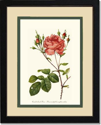 Rose Wall Art Print: Cumberland Rose - Vintage Botanical Wall Decor- Charting Nature