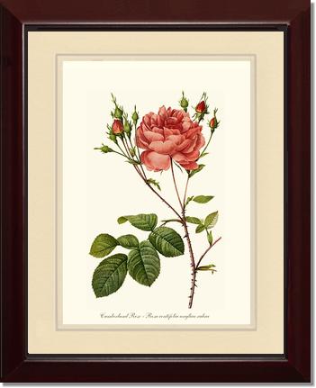 Rose Wall Art Print: Cumberland Rose - Vintage Botanical Wall Decor- Charting Nature