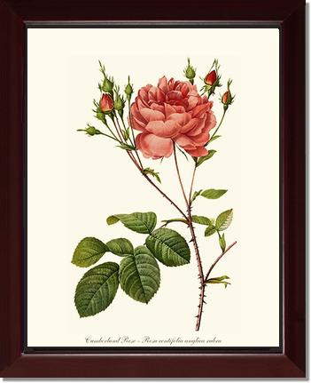 Rose Wall Art Print: Cumberland Rose - Vintage Botanical Wall Decor- Charting Nature